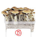 Zamnesia Classic Grow Kit "B+"