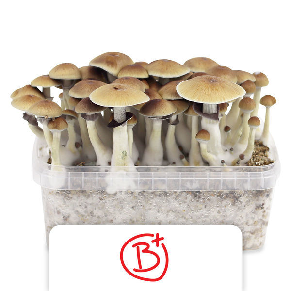 Zamnesia Classic Grow Kit "B+"