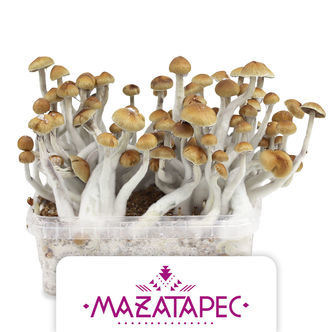 Zamnesia odlingskit "Mazatapec"