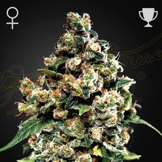 Jack Herer (Greenhouse Seeds) Feminiserade