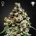 Jack Herer (Greenhouse Seeds) Feminiserade