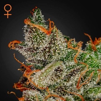 King's Kush (Greenhouse Seeds) feminiserade
