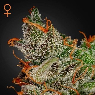 King's Kush (Greenhouse Seeds) Feminiserade