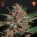 Bubba Kush (Greenhouse Seeds) Feminiserade