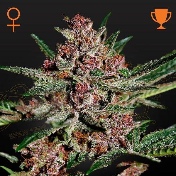 Bubba Kush (Greenhouse Seeds) Feminiserade