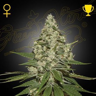 Super Lemon Haze (Greenhouse Seeds) Feminiserade