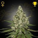 Super Lemon Haze (Greenhouse Seeds) Feminiserade