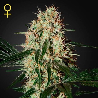 Arjan's Haze 3 (Greenhouse Seeds) feminiserade