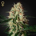 Arjan's Haze 3 (Greenhouse Seeds) Feminiserade