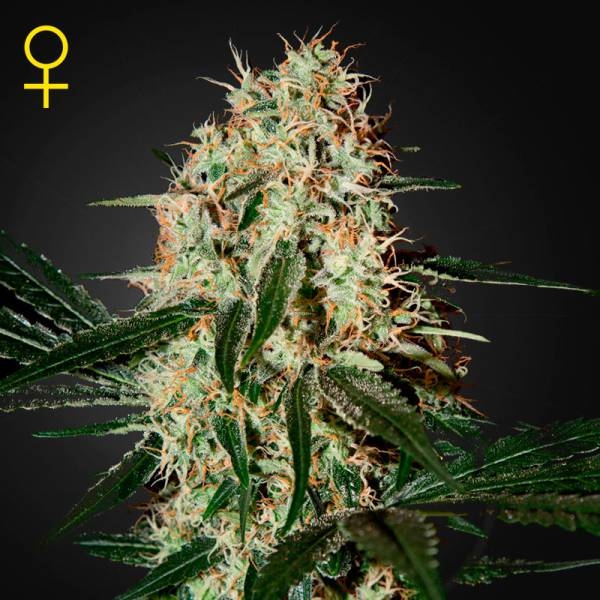Arjan's Haze 3 (Greenhouse Seeds) Feminiserade