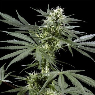 Arjan's Haze 3 (Greenhouse Seeds) Feminiserade