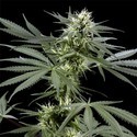 Arjan's Haze 3 (Greenhouse Seeds) Feminiserade