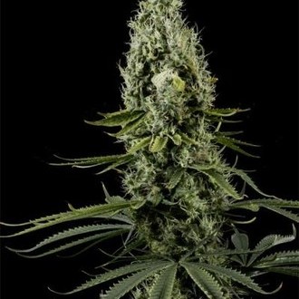 Arjan's Haze 3 (Greenhouse Seeds) Feminiserade