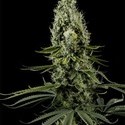 Arjan's Haze 3 (Greenhouse Seeds) Feminiserade