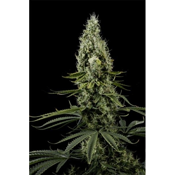 Arjan's Haze 3 (Greenhouse Seeds) Feminiserade