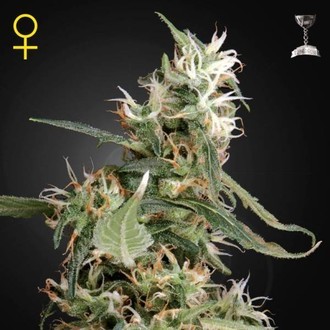 Arjan’s Ultra Haze 1 (Greenhouse Seeds) Feminiserade