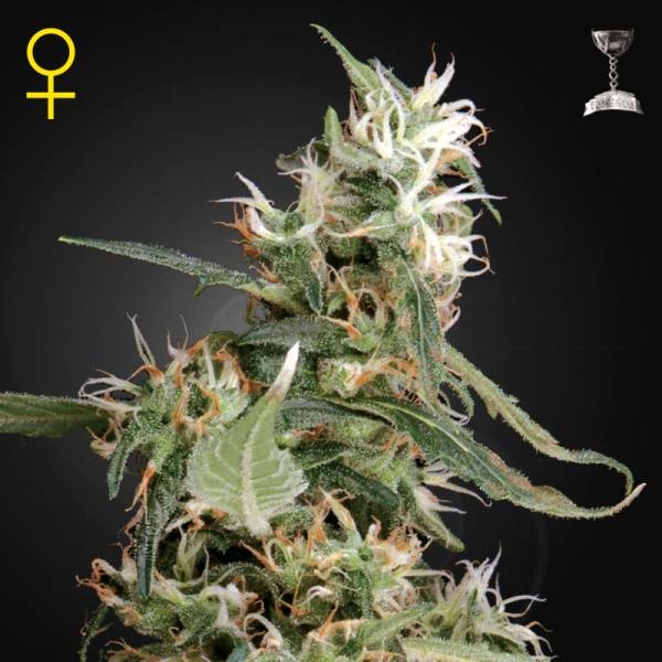 Arjan’s Ultra Haze 1 (Greenhouse Seeds) Feminiserade