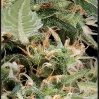 Arjan’s Ultra Haze 1 (Greenhouse Seeds) Feminiserade