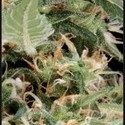 Arjan’s Ultra Haze 1 (Greenhouse Seeds) Feminiserade