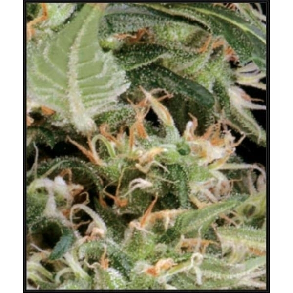 Arjan’s Ultra Haze 1 (Greenhouse Seeds) Feminiserade