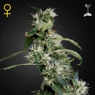 Mango Haze (Greenhouse Seeds) Feminiserade