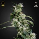 Mango Haze (Greenhouse Seeds) Feminiserade