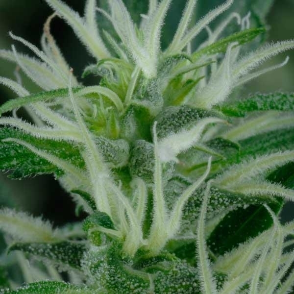 Mango Haze (Greenhouse Seeds) Feminiserade