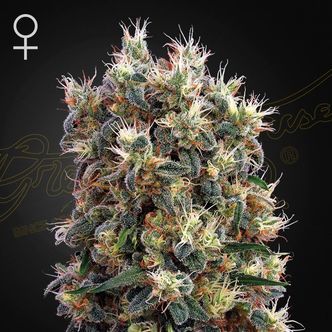 The Church (Greenhouse Seeds) feminiserade cannabisfr&ouml;n