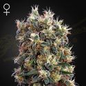 The Church (Greenhouse Seeds) Feminiserade