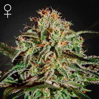 A.M.S. (Greenhouse Seeds) Feminiserade