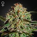 A.M.S. (Greenhouse Seeds) Feminiserade