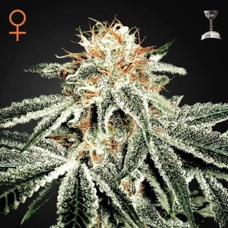 White Widow (Greenhouse Seeds) feminiserade cannabisfr&ouml;n