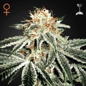 White Widow (Greenhouse Seeds) Feminiserade