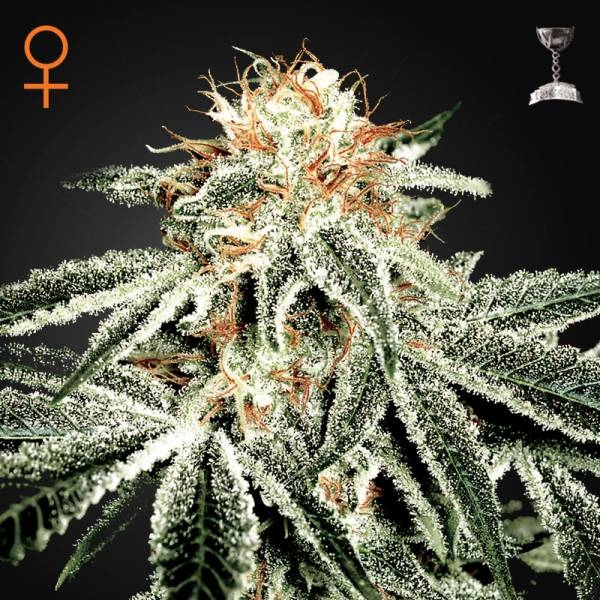 White Widow (Greenhouse Seeds) Feminiserade
