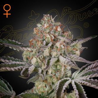 Great White Shark (Greenhouse Seeds) feminiserade cannabisfr&ouml;n