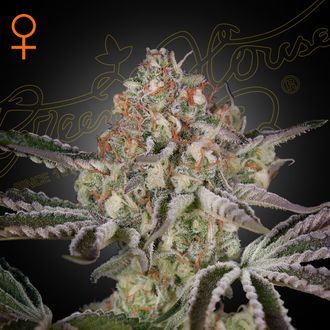 Great White Shark (Greenhouse Seeds) Feminiserade