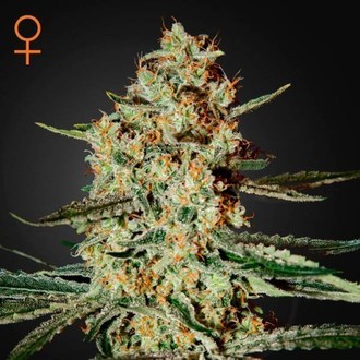 Himalaya Gold (Greenhouse Seeds) Feminiserade