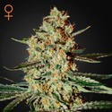Himalaya Gold (Greenhouse Seeds) Feminiserade