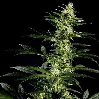 Himalaya Gold (Greenhouse Seeds) Feminiserade