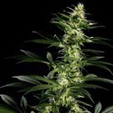 Himalaya Gold (Greenhouse Seeds) Feminiserade