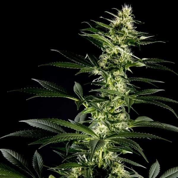 Himalaya Gold (Greenhouse Seeds) Feminiserade