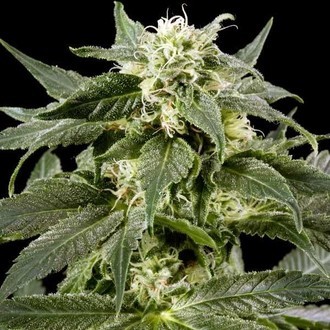 Himalaya Gold (Greenhouse Seeds) Feminiserade