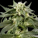 Himalaya Gold (Greenhouse Seeds) Feminiserade