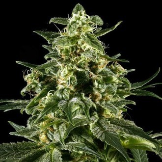 Himalaya Gold (Greenhouse Seeds) Feminiserade