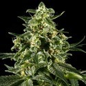 Himalaya Gold (Greenhouse Seeds) Feminiserade