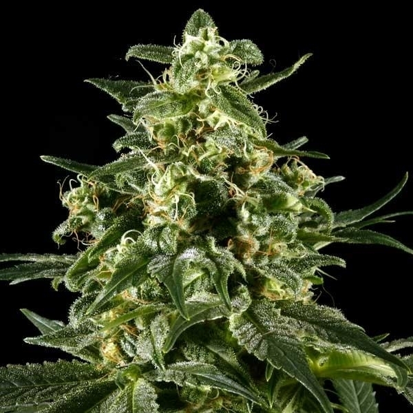 Himalaya Gold (Greenhouse Seeds) Feminiserade