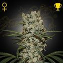 Super Silver Haze (Greenhouse Seeds) Feminiserade