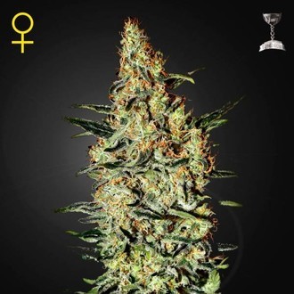 Neville's Haze (Greenhouse Seeds) Feminiserade