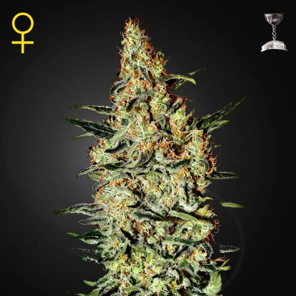 Neville's Haze (Greenhouse Seeds) Feminiserade