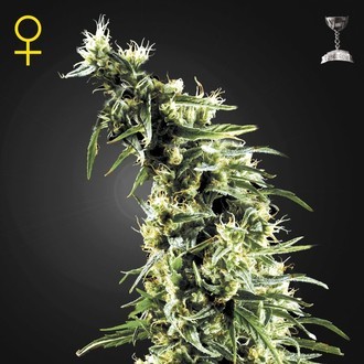 Hawaiian Snow (Greenhouse Seeds) Feminiserade